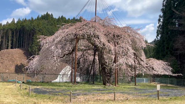 この春はステキ！の記事動画