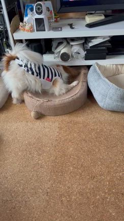 忘年会ライブとツーマンの記事動画