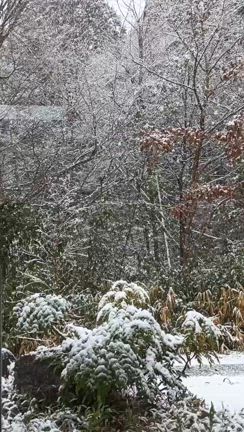 老いの勲章の記事動画