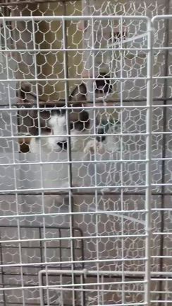 破壊王の記事動画