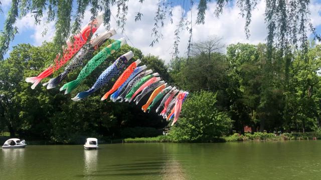善福寺公園　新緑　こいのぼりの記事動画