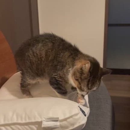 タマえもんその後の記事動画