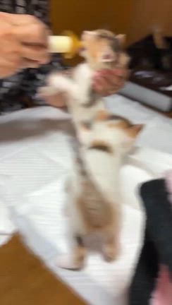 　　おもち、かりん、きなこ　の事の記事動画