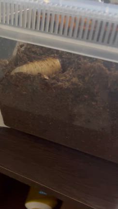 カブトムシのコクくん　幼虫から無事成虫にの記事動画