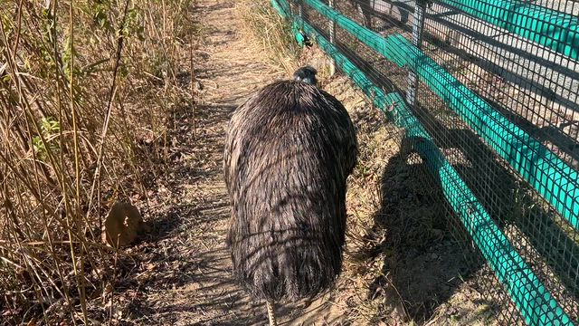 掛川花鳥園の記事動画