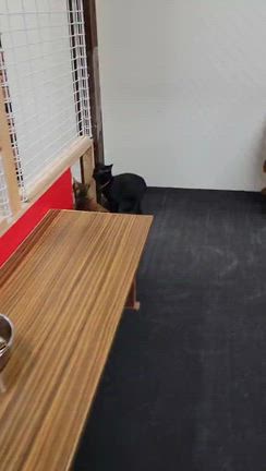 ママンの冒険の記事動画