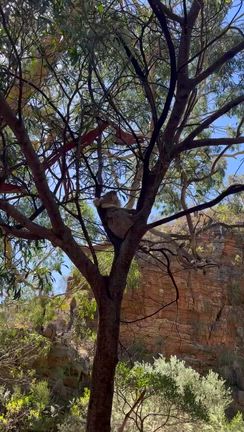 コアラの記事動画