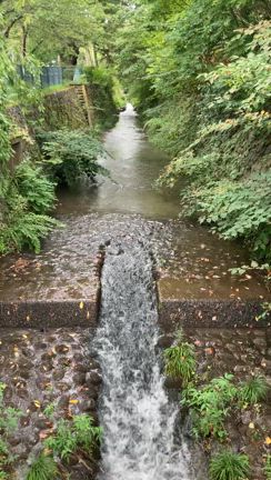 涼やかな水音の記事動画