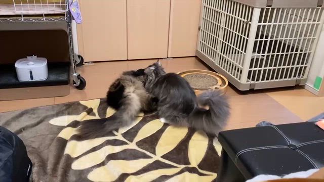 オーナーさまよりの記事動画