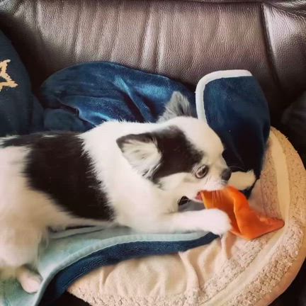 HACCIのNEWクレンジングの記事動画