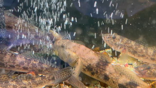 ハゼ釣りの記事動画