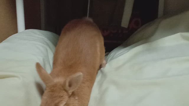 2025/02/18の記事動画