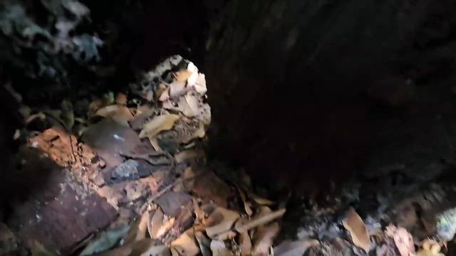 諭鶴羽神社の森との約束の記事動画