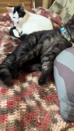 断捨離が進んだ理由 | 猫に恩返し