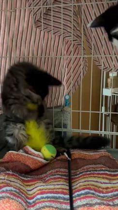 9/7東部会館譲渡会参加の猫ちゃん達紹介！まだまだ！の記事動画