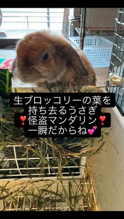 怪盗マンダリン！！の記事動画