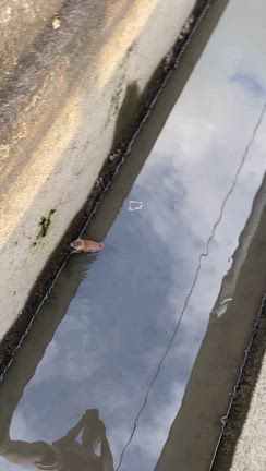 今年の夏はイタチの記事動画