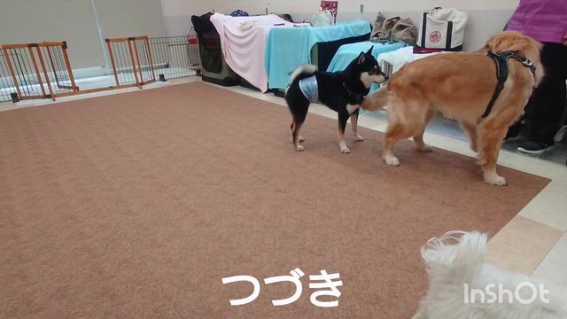 12月24日『いぬのようちえん』の記事動画