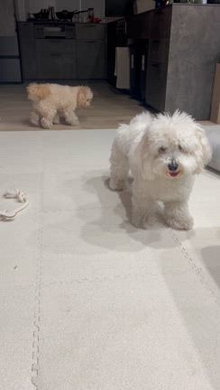 新技の記事動画