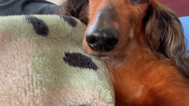 歯？の記事動画