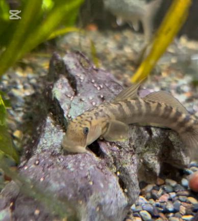 淡水コーナー新入荷情報‼️&爬虫類特売‼️の記事動画