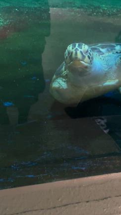KUMA牧場とペンギン！の記事動画