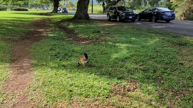 オアフ島バードウォッチングの記事動画