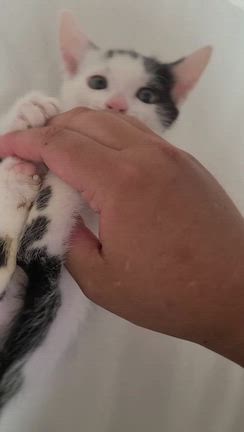 Amazonのセール始まりました。の記事動画