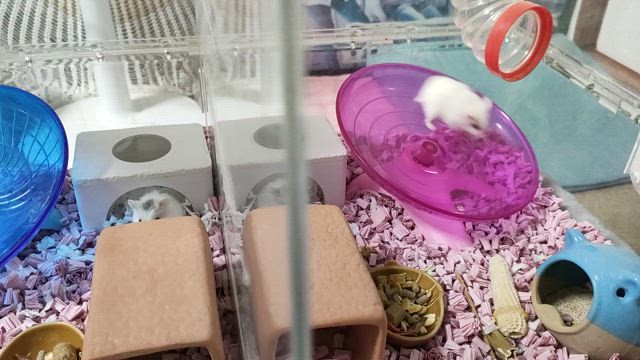 ちゃんと。の記事動画