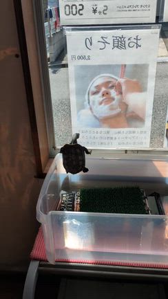 クサガメ権ちゃん 3歳になりましたの記事動画