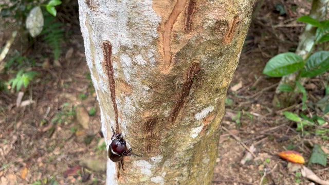 這樣茶園還可以吧！#有機茶#水葉紅玉#日月潭#梵音紅#老茶の記事動画