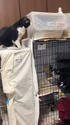 今日の推しニャン❤️ケム～番外編～の記事動画