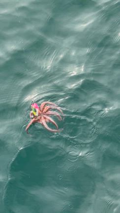 24日 タコ便‼️ Seitaro‼️の記事動画