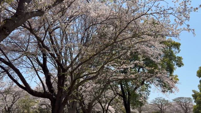 ゆるじかんの記事動画