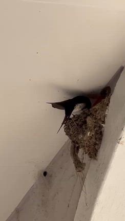 ツバメさんが！の記事動画