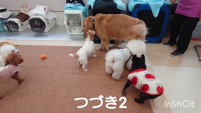 12月17日『いぬのようちえん』の記事動画