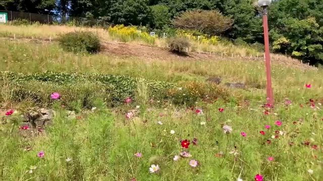 空は青つぐとお花ばたつぐの記事動画