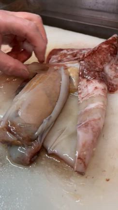 マッコウタコイカ入荷しました❗️の記事動画