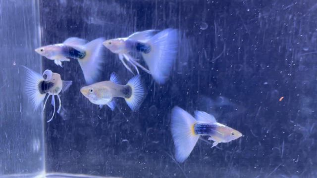 2025愛好会コンテスト。。の記事動画