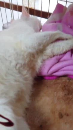 とにかく、走りました。しろくんの記事動画