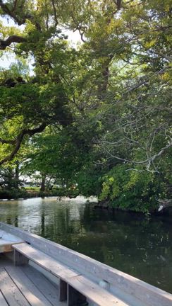 柳川川下り②まるでジャングルクルーズの記事動画