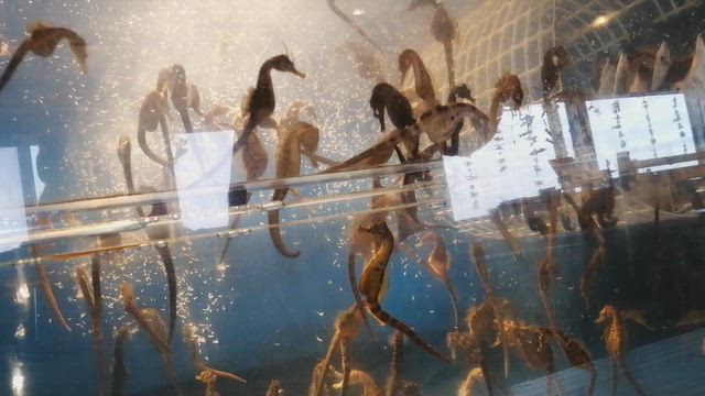 小さな水族館＠タツノオトシゴハウスの記事動画