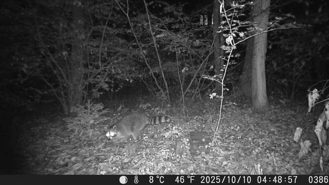 獣道の記事動画