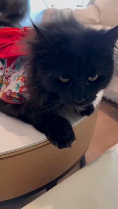 麿・美夜、茶々・姫と又左ママさんの親知らずの記事動画