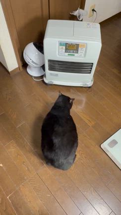 焦げちゃいますよの記事動画