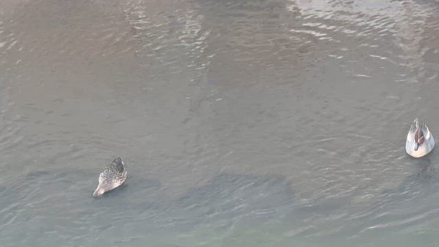 神田川にヒドリガモの鳴き声☆の記事動画