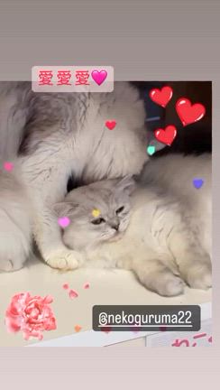 猫に負けられぬの記事動画