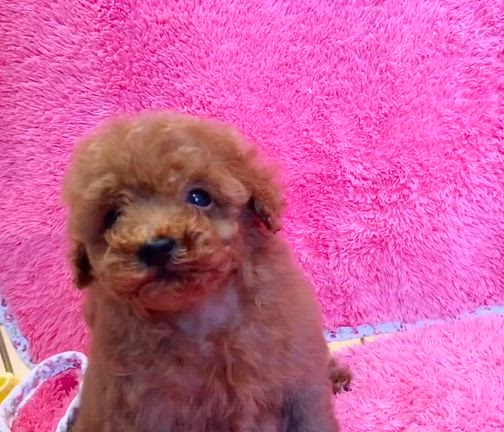 だんだん可愛くなってきましたよの記事動画