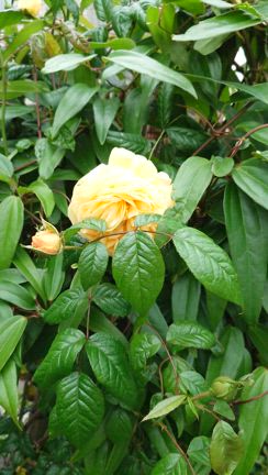 花壇の記事動画