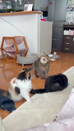 すずちゃん激しく遊ぶの巻の記事動画